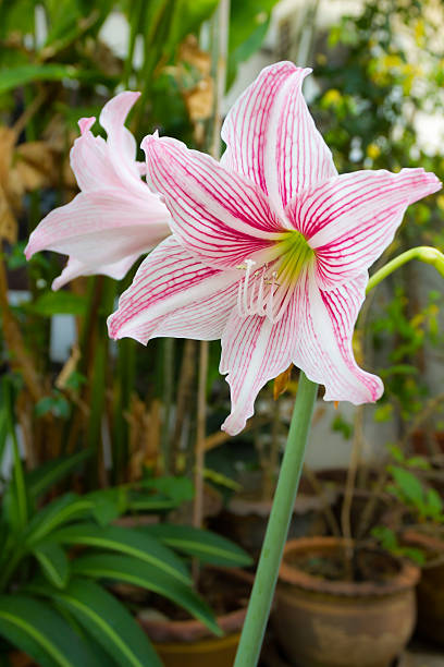 Pink White Amaryllis Flower Seeds for Planting – Heirloom, Non-GMO, Low Maintenance, High Germination Seeds