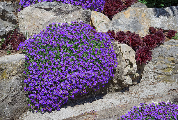 Violet Aubrieta Cultorum Flower Seeds for Planting – Heirloom, Non-GMO, High Germination