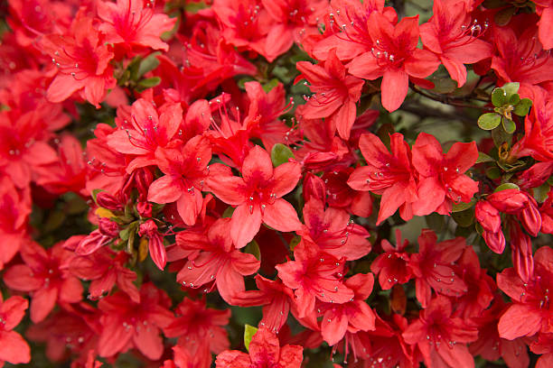 Red Azalea Flower Seeds for Planting – Heirloom, Non-GMO, High Germination Organic Garden Seeds