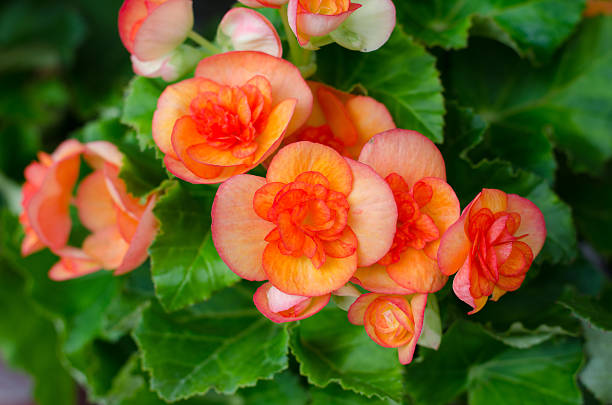 Orange Begonia Flower Seeds for Planting – Heirloom Non-GMO, High Germination Organic Garden Seeds