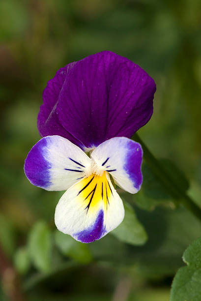 Viola Tricolor Flower Seeds for Planting | Heirloom Non-GMO Seeds for Home Garden