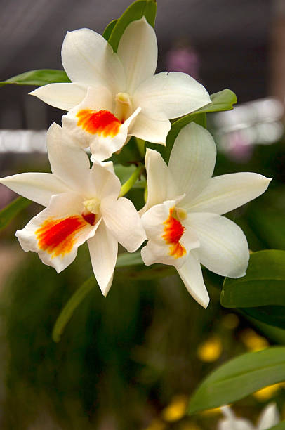 Orange White Orchid Flower Seeds – Garden Favorite, Heirloom & Non-GMO Seeds for Home Garden