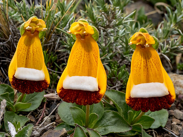 Calceolaria Uniflora Flower Seeds for Planting – Heirloom, Non-GMO Cut Flower Favorite Organic Garden Seeds