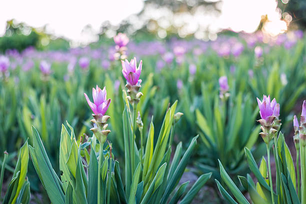 Light Purple Alismatifolia Flower Seeds for Planting – Heirloom, Non-GMO, High Germination Organic Garden Seeds