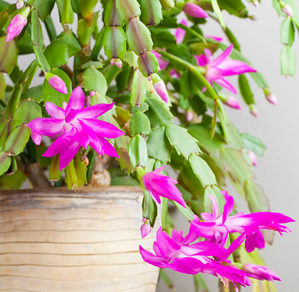 Purple Zygocactus Truncatus Flower Seeds for Planting – Heirloom Non-GMO, High Germination Organic Garden Seeds