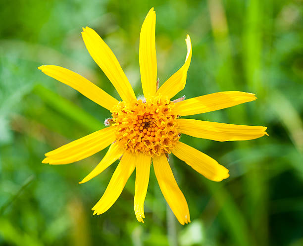 Yellow Mountain Arnica Flower Seeds for Planting – Heirloom Non-GMO, High Germination Organic Garden Seeds