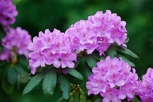 Violet Brown Rhododendron Flower Seeds for Planting – Heirloom, Non-GMO, High Germination Seeds