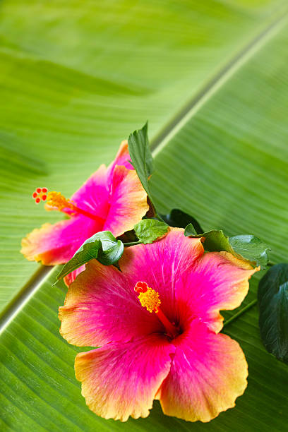 Orange Pink Hibiscus Flower seeds for Planting - Hardy Variety, Heirloom & GMO Free Seeds for Home Garden | Non-GMO High Germination Organic Garden Seeds
