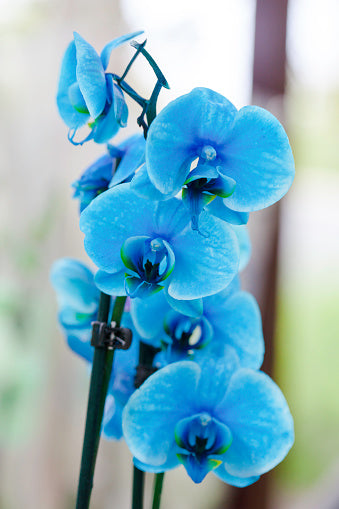 Sky Blue Orchid Flower Seeds for Planting – Heirloom, Non-GMO, High Germination Organic Garden Seeds for Seasonal Exotic Blooms
