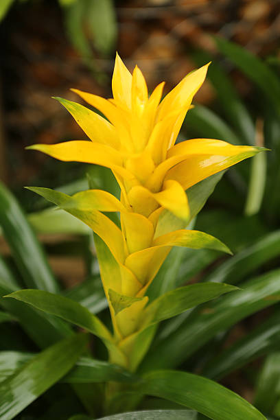 Yellow Bromeliad Seeds – Heirloom, Non-GMO, High Germination Organic Garden Seeds for Planting