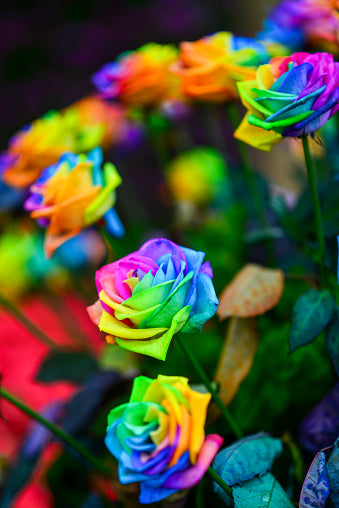 Mixed Holland Rose Flower Seeds for Planting – Heirloom, Non-GMO, High Germination Organic Garden Seeds