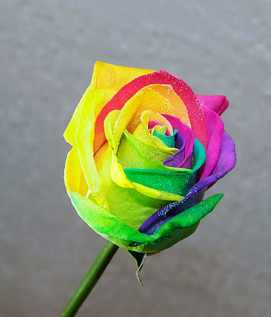 Green Multi-Color Rose Flower Seeds for Planting – Heirloom, Non-GMO, Low Maintenance, High Germination