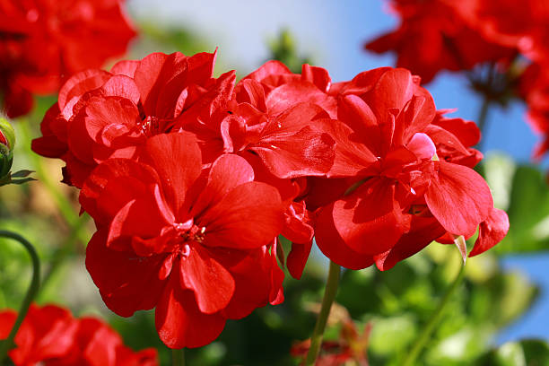 Red Pelargonium Flower Seeds for Planting – Heirloom, Non-GMO, High Germination Organic Garden Seeds