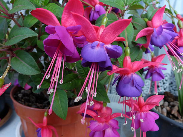 Fuchsia Perennial Flower Seeds for Planting – Heirloom, Non-GMO, Organic Garden Seeds, High Germination