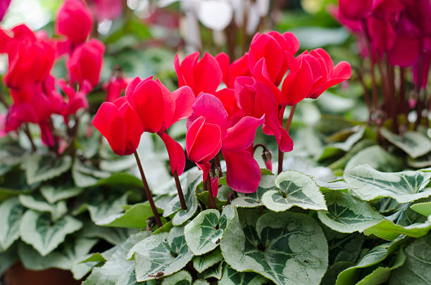 Red Cyclamen Flower Seeds for Planting – Heirloom Non-GMO Seeds, High Germination Organic Garden Seeds