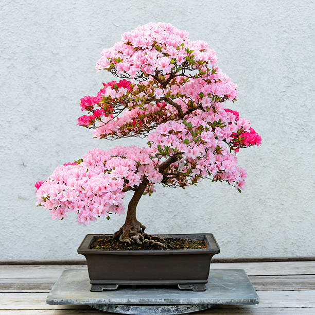 Baby Pink Simsii Bonsai Seeds for Planting – Heirloom, Non-GMO, Long Bloom Season, High Germination