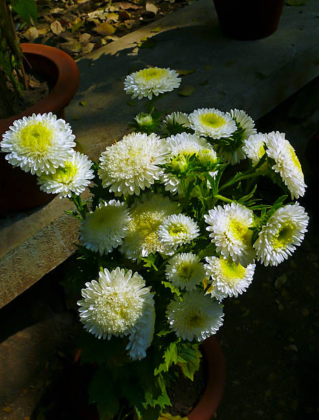 White Green China Aster Flower Seeds for Planting – Heirloom, Non-GMO, High Germination Garden Favorite