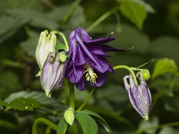 Dark Violet Aquilegia Flower Seeds for Planting – Heirloom, Non-GMO, High Germination Organic Garden Seeds