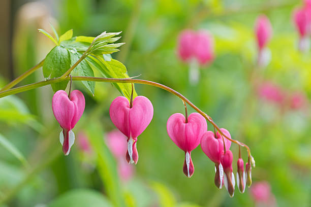 shade tolerant flower seeds Pink White Heart Flower Seeds for Planting
