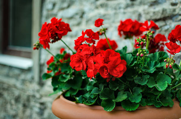 Red Edge Geranium Flower Seeds for Planting – Heirloom Non-GMO Seeds, High Germination