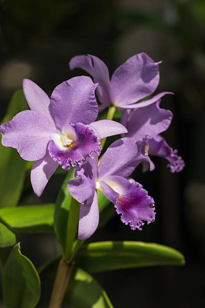 Light Purple Cattleya Flower Seeds for Planting 100 pcs - Perfect for Borders, Heirloom &amp; GMO Free Seeds for Home Garden