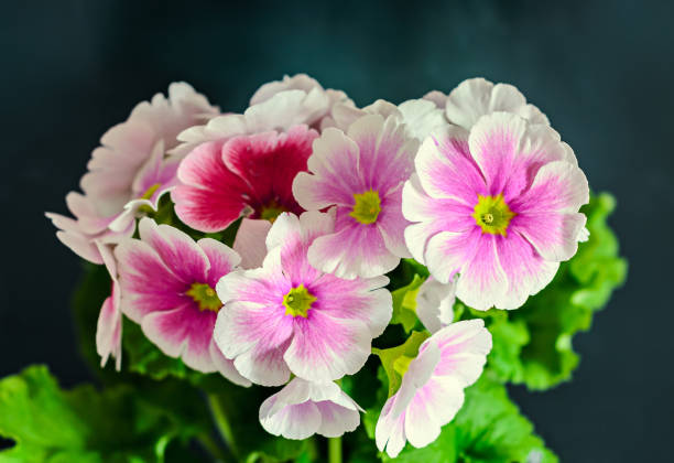 White Pink Primula Malacoides Flower Seeds for Planting | Heirloom, Non-GMO, High Germination Seeds