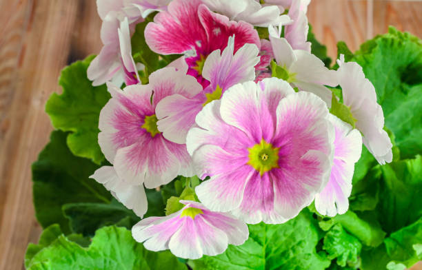 White Pink Primula Malacoides Flower Seeds for Planting | Heirloom, Non-GMO, High Germination Seeds