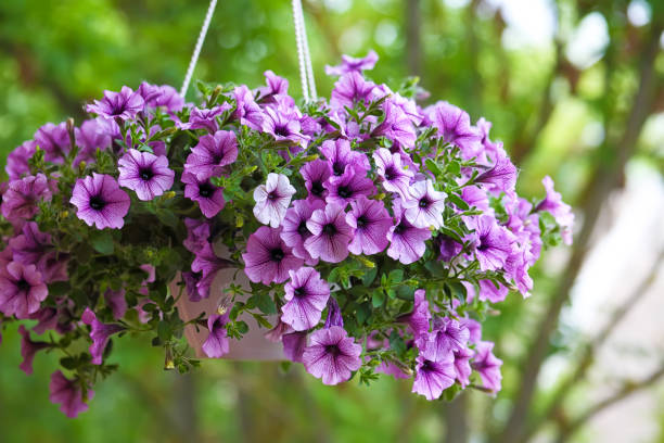 Light Lavender Hanging Petunia Seeds for Planting – Heirloom Non-GMO High Germination Organic Garden Seeds