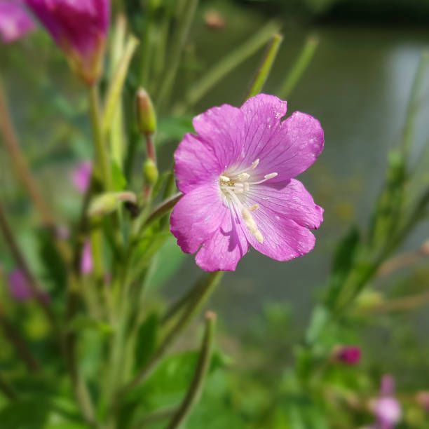 Epilobium Parviflorum Flower Seeds for Planting – Heirloom Non-GMO, High Germination Organic Garden Seeds