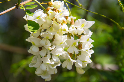 White Acacia Perennial Flower Seeds for Planting – Heirloom, Non-GMO, Pollinator Friendly, High Germination