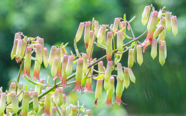 Bryophyllum Pinnatum Flower Seeds for Planting – Heirloom Non-GMO, High Germination Organic Garden Seeds
