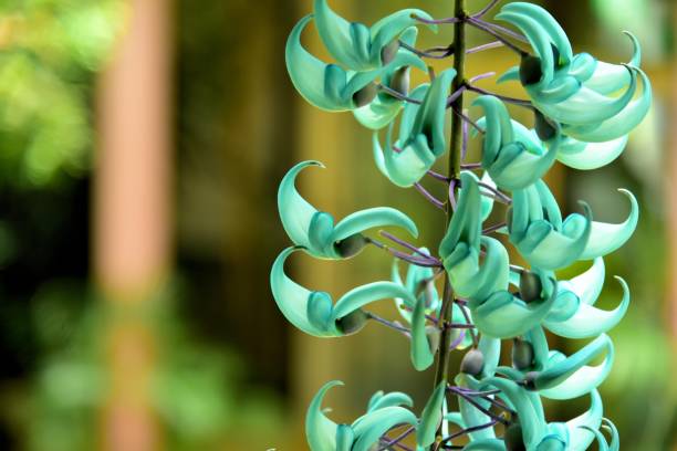 Light Green Strongylodon Flower Seeds for Planting – Heirloom, Non-GMO, Bright Blooms, High Germination