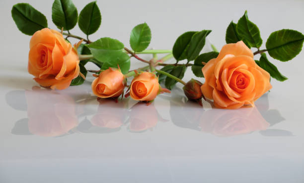 Clay Orange Rose Flower Seeds for Planting – Heirloom, Non-GMO, High Germination Organic Garden Seeds