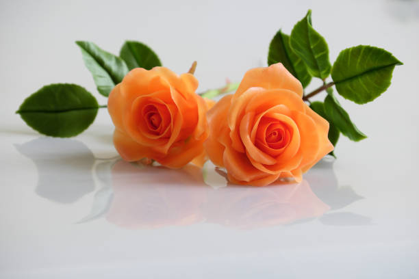 Clay Orange Rose Flower Seeds for Planting – Heirloom, Non-GMO, High Germination Organic Garden Seeds