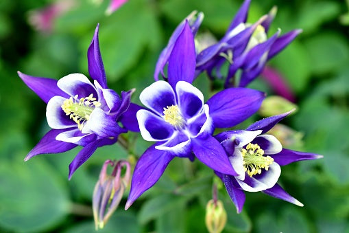 White Dark Violet Aquilegia Flower Seeds for Planting – Heirloom, Non-GMO, High Germination Garden Seeds