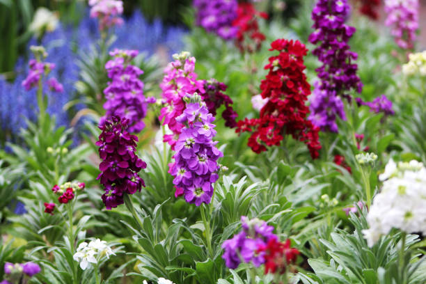 Matthiola Incana Multi-Colour Flower Seeds for Planting – Heirloom Non-GMO, High Germination Organic Garden Seeds