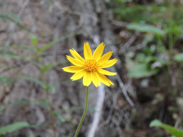 Yellow Mountain Arnica Flower Seeds for Planting – Heirloom Non-GMO, High Germination Organic Garden Seeds