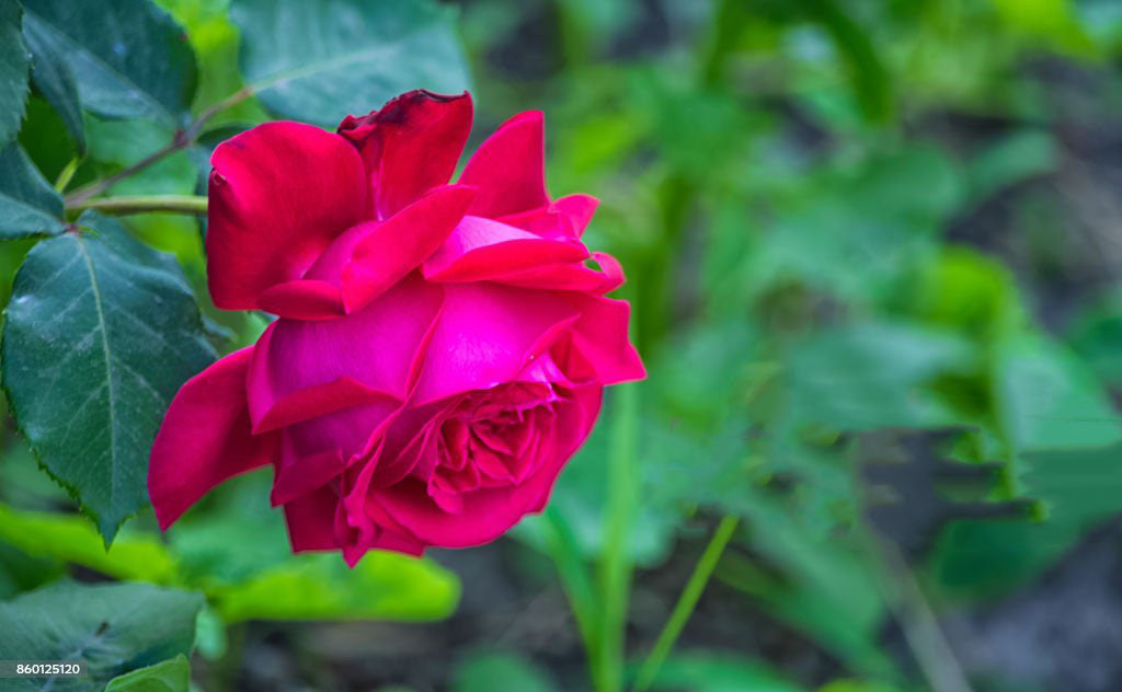 Pink Red Rose Flower Seeds for Planting – Heirloom Non-GMO High Germination Organic Garden Seeds