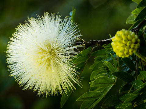 White Albizia Flower Seeds for Planting – Heirloom, Non-GMO, High Germination Organic Garden Seeds