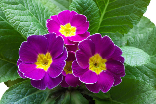 Primula Flower Seeds for Planting, Violet – Heirloom, Non-GMO, High Germination Organic Garden Seeds