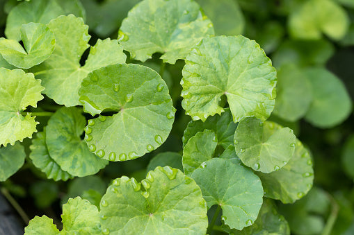 Green Gotu Kola Herb Seeds for Planting – Heirloom, Non-GMO, Organic Garden Seeds with High Germination