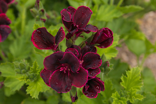 Dark Maroon Geranium Flower Seeds for Planting – Heirloom, Non-GMO, High Germination Organic Garden Seeds