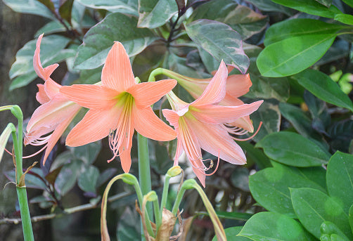Light Orange Amaryllis Barbados Flower Seeds for Planting – Heirloom, Non-GMO, High Germination Seeds