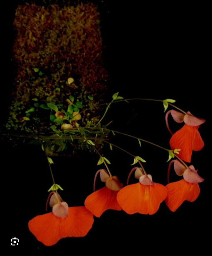 Orange Utricularia Flower Seeds for Planting – Heirloom Non-GMO, High Germination Organic Garden Seeds
