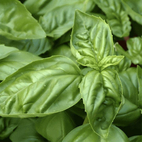 Italian Large Leaf Basil Herb Seeds for Planting – Heirloom, Non-GMO, High Germination Organic Culinary Garden Seeds
