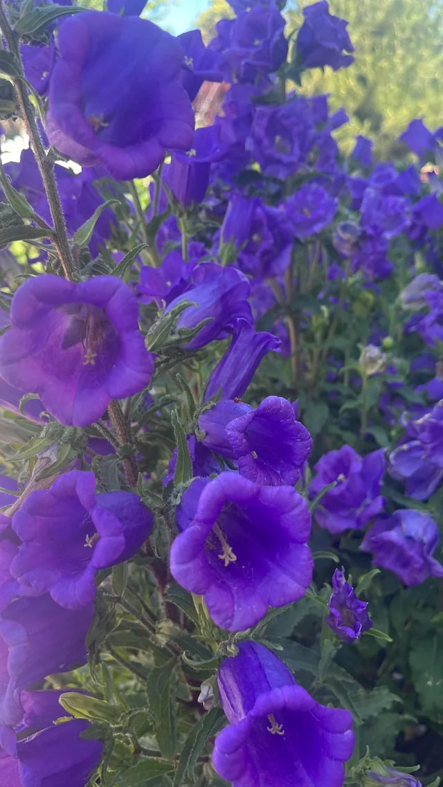 Violet Canterbury Bells Flower Seeds for Planting – Wildflower Mix, Heirloom & GMO Free Seeds for Home Garden