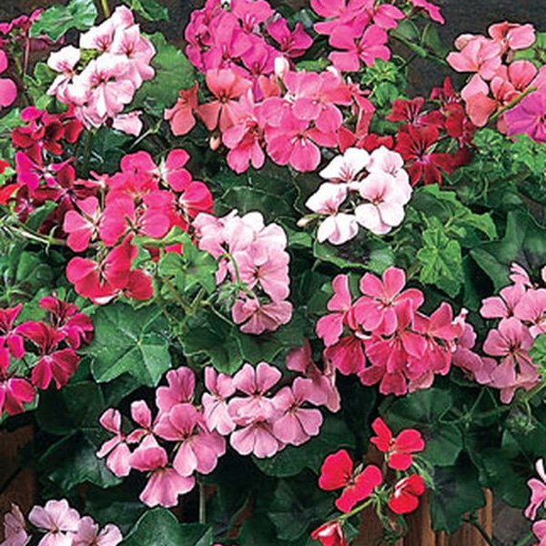Mixed Pelargonium Peltatum Flower Seeds for Planting – Heirloom, Non-GMO, Drought-Tolerant Garden Seeds