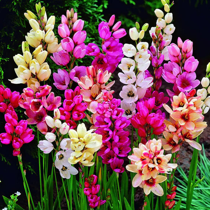 Ixia Flower Seeds for Planting – Pollinator Friendly Heirloom Non-GMO, High Germination Organic Garden Seeds