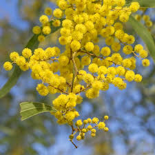 Yellow Wattle Flower Seeds for Planting – Fragrant Blossoms, Heirloom & Non-GMO Seeds for Home Garden