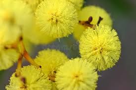 Yellow Wattle Flower Seeds for Planting – Fragrant Blossoms, Heirloom & Non-GMO Seeds for Home Garden